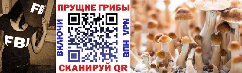 закладка  Полярные Зори  Псилоцибиновые грибы Psilocybine cubensis 